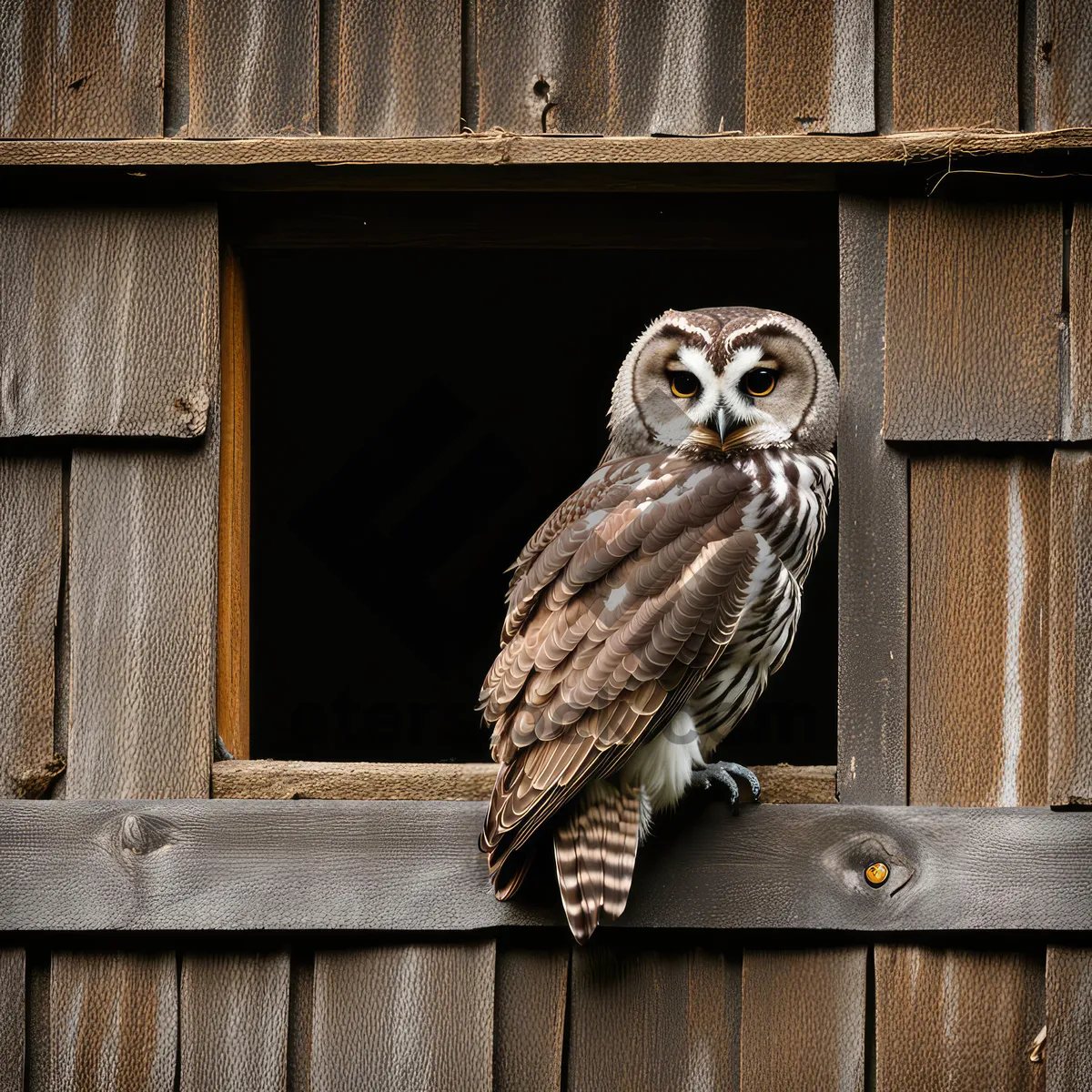 Picture of Wild owl with striking feathered beak.