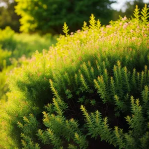 Blossoming Flora in Lush Garden