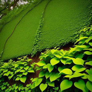 Spring Fern Pattern on Woody Plant Leaf