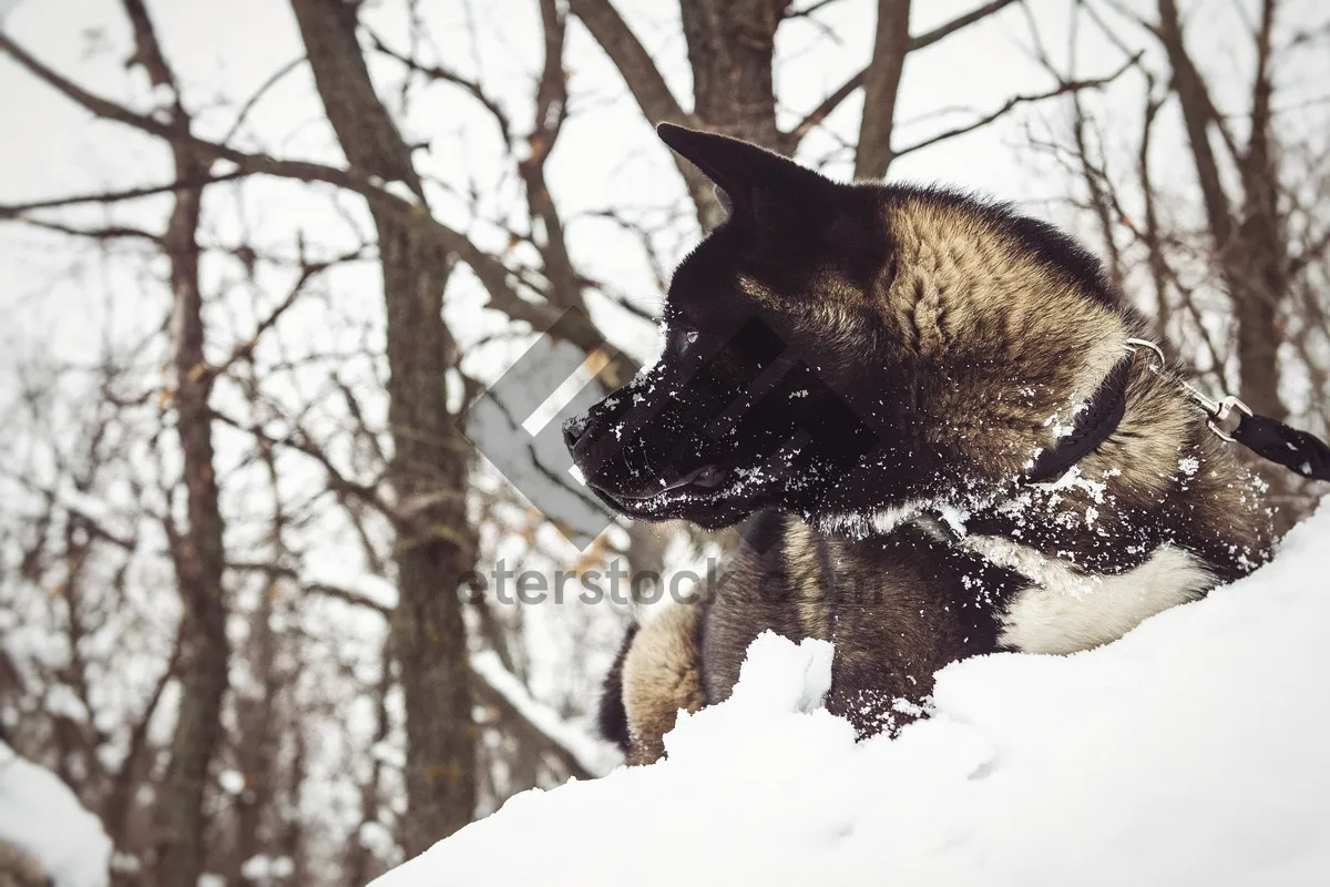 Picture of Beautiful German Shepherd dog in snowy forest