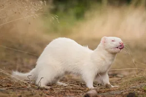 Cute Chicken and Weasel in Wildlife