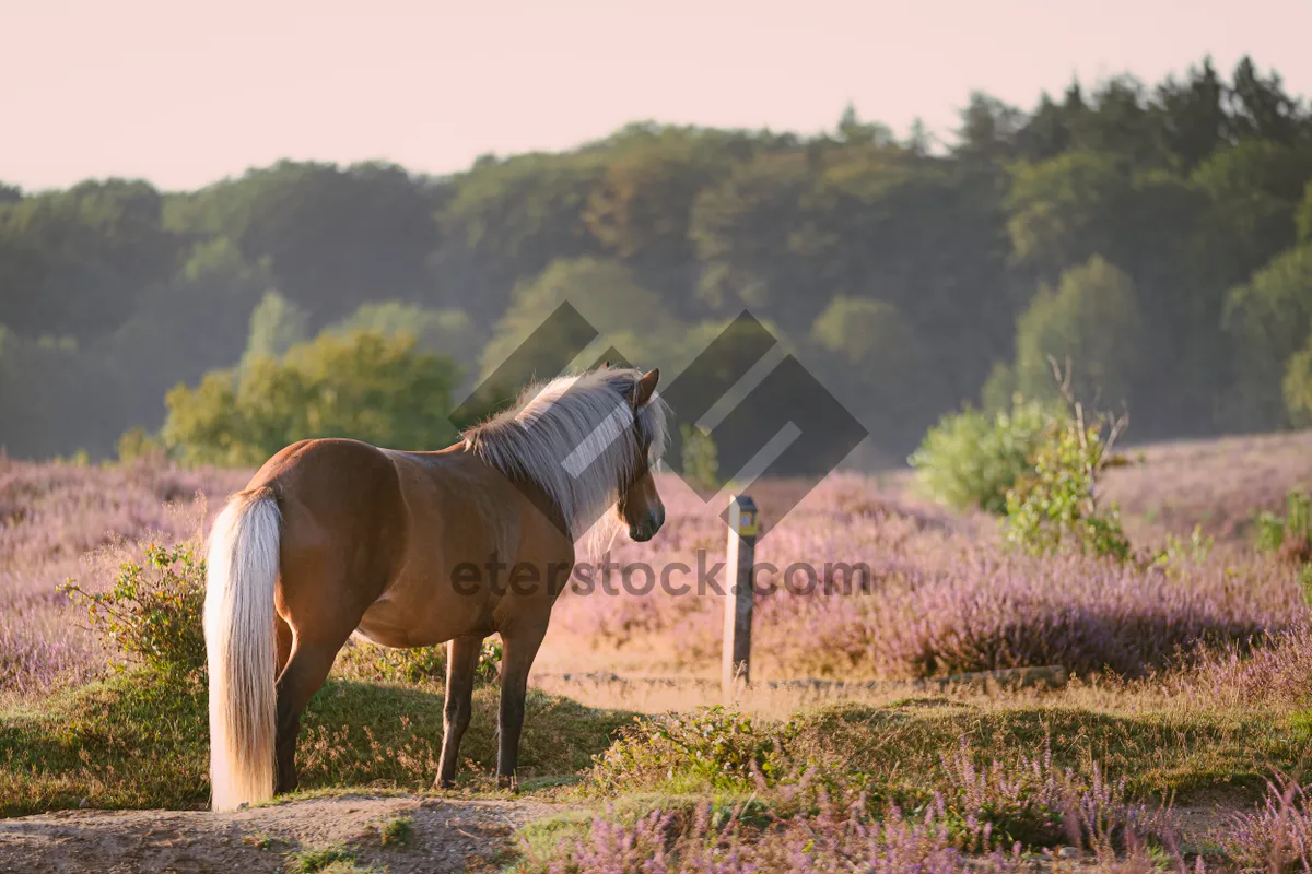 Picture of Brown stallion grazing in rural meadow pasture.