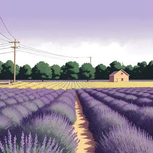 Lavender farm in the countryside
