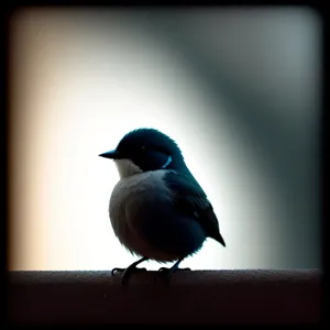 Majestic Magpie perched on bird feeder.