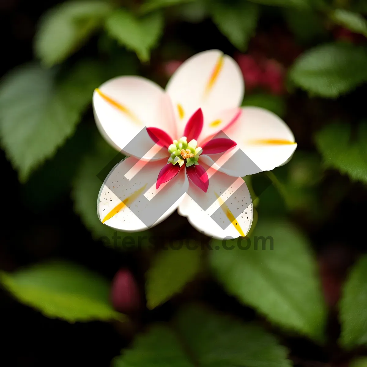 Picture of Pink Blooming Floral Saxifrage in Summer Garden