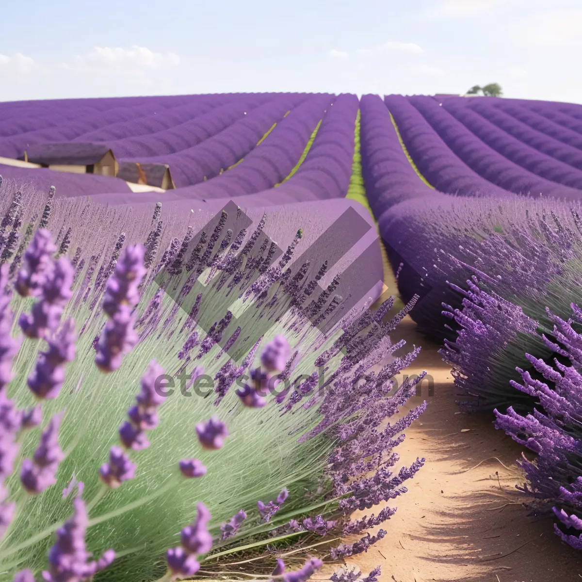 Picture of Purple Lavender Shrub in Colorful Countryside