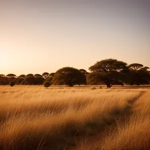 Vibrant Rural Landscape with Hay Fields and Tree