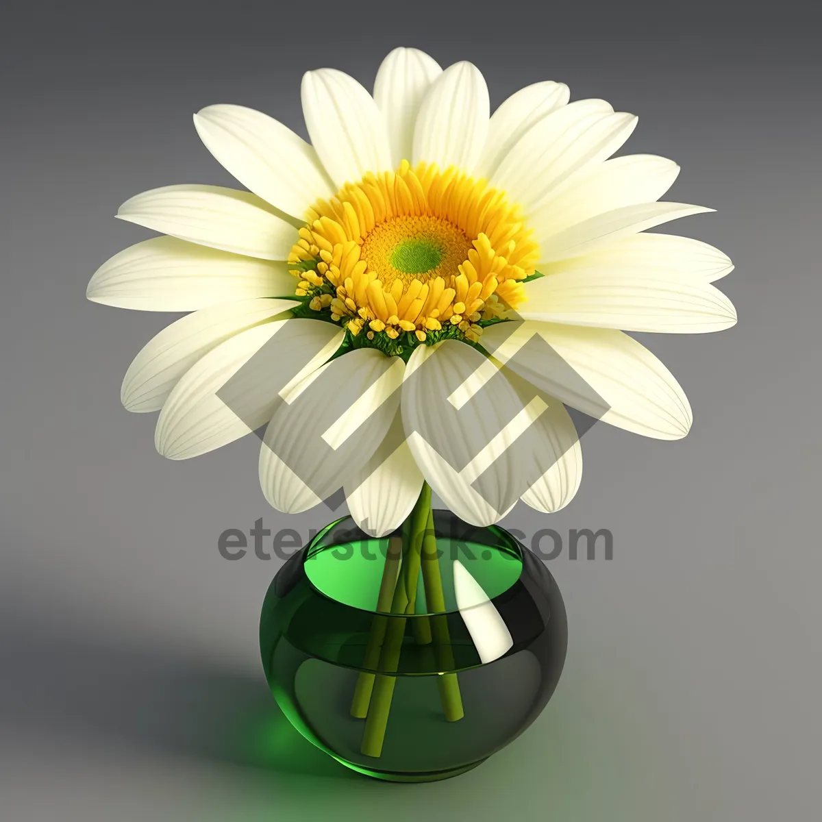 Picture of Bright Yellow Daisy Blossom in Garden