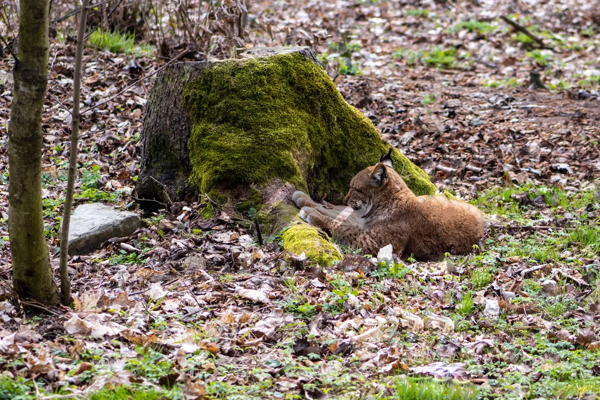 Picture of Mammal wildlife in grass - Kangaroo and wallaby