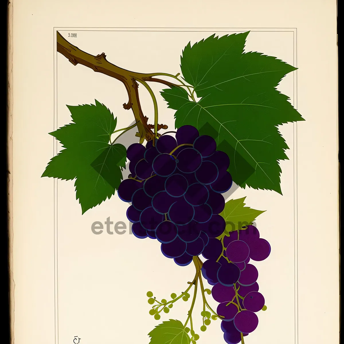 Picture of Harvest of Grapes in a Vineyard