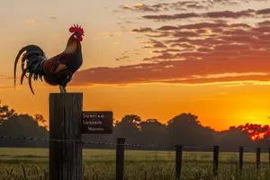 Silhouette of farm turkeys at sunrise