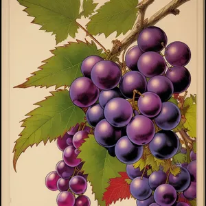 Autumn Harvest of Juicy Purple Grapes in a Vineyard