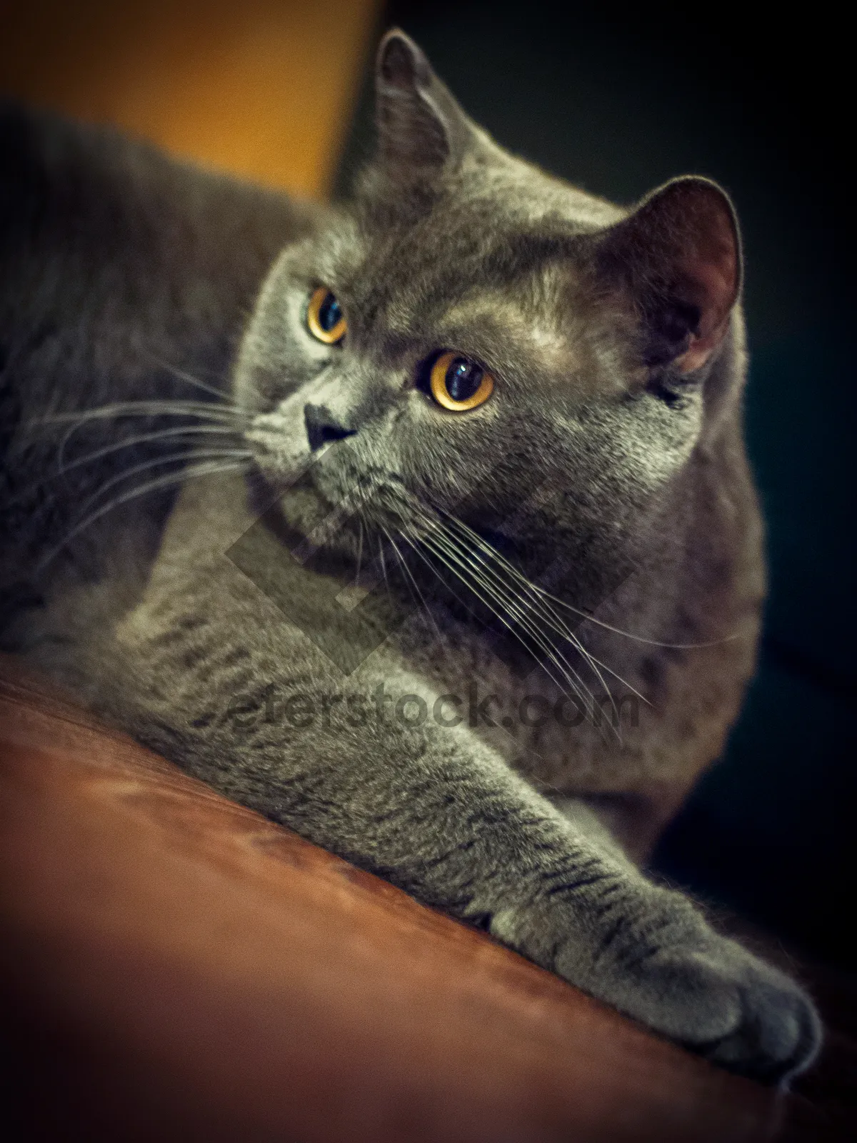 Picture of Gray Tabby Kitten with Curious Green Eyes.