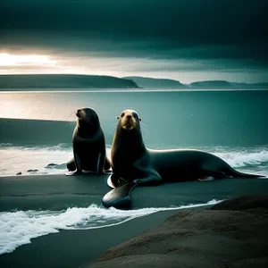 Silhouette of a Sea Lion at Sunset