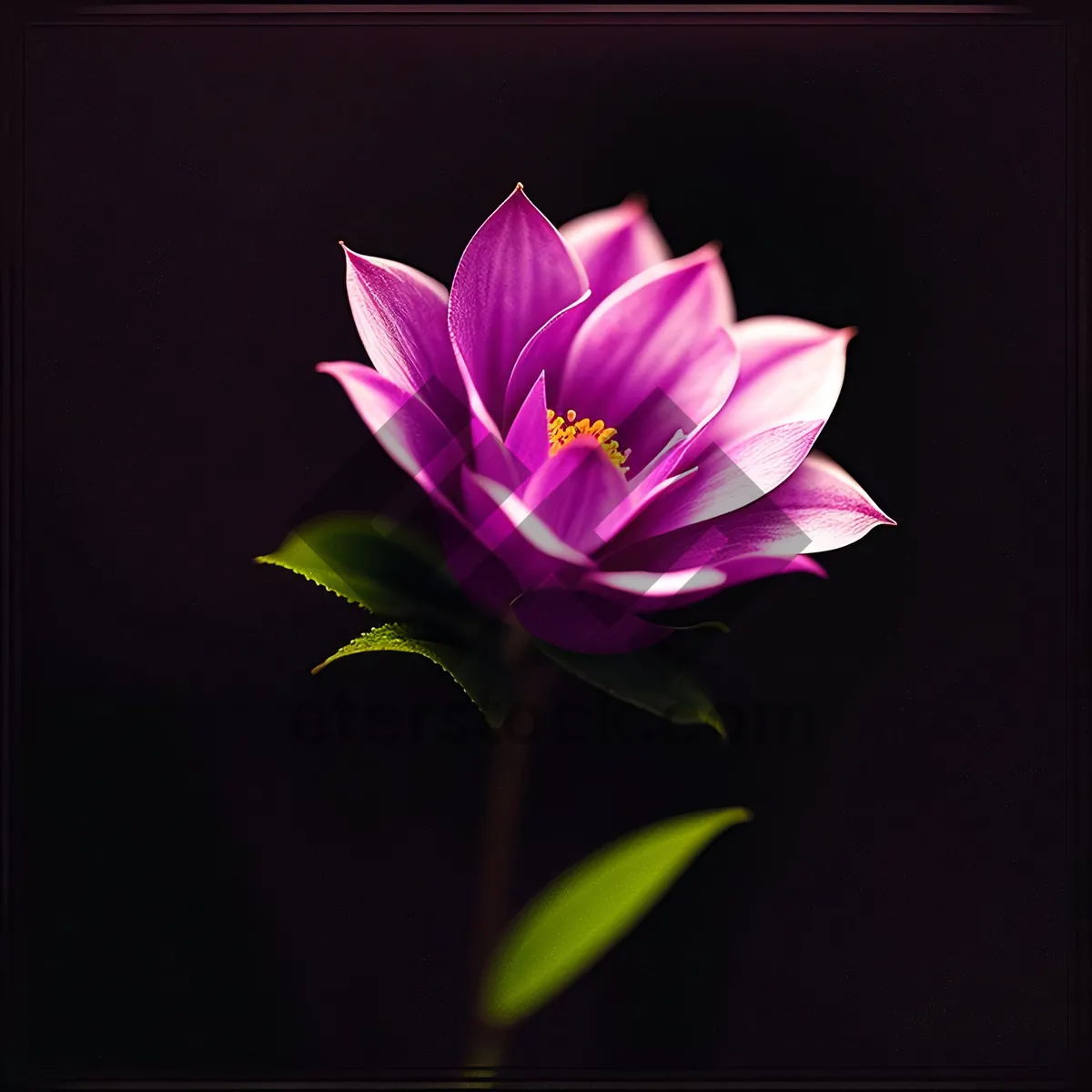 Picture of Pink Lotus Blossom in Full Bloom