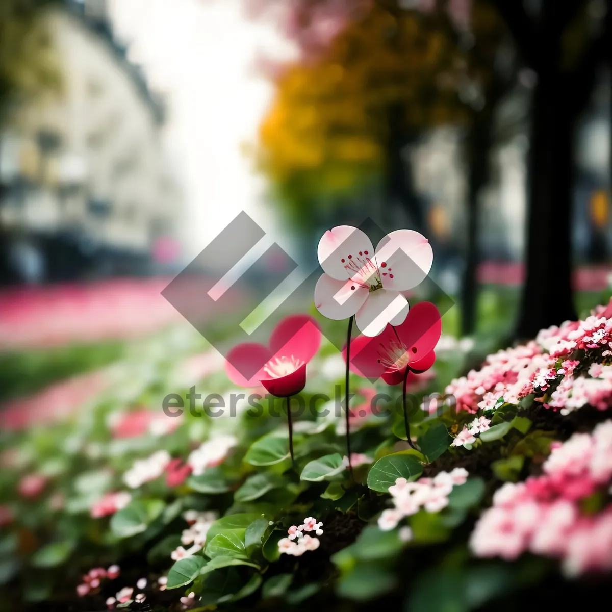 Picture of Spring Blooming Pink Spirea Blossom in Garden