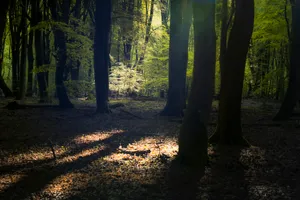 Autumn Sunlight through Southern Beech Trees in Park