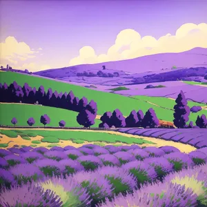 Lavender Blooms in Countryside Meadow