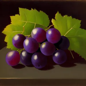 Ripe and Juicy Berry Grape Bunch on Vine