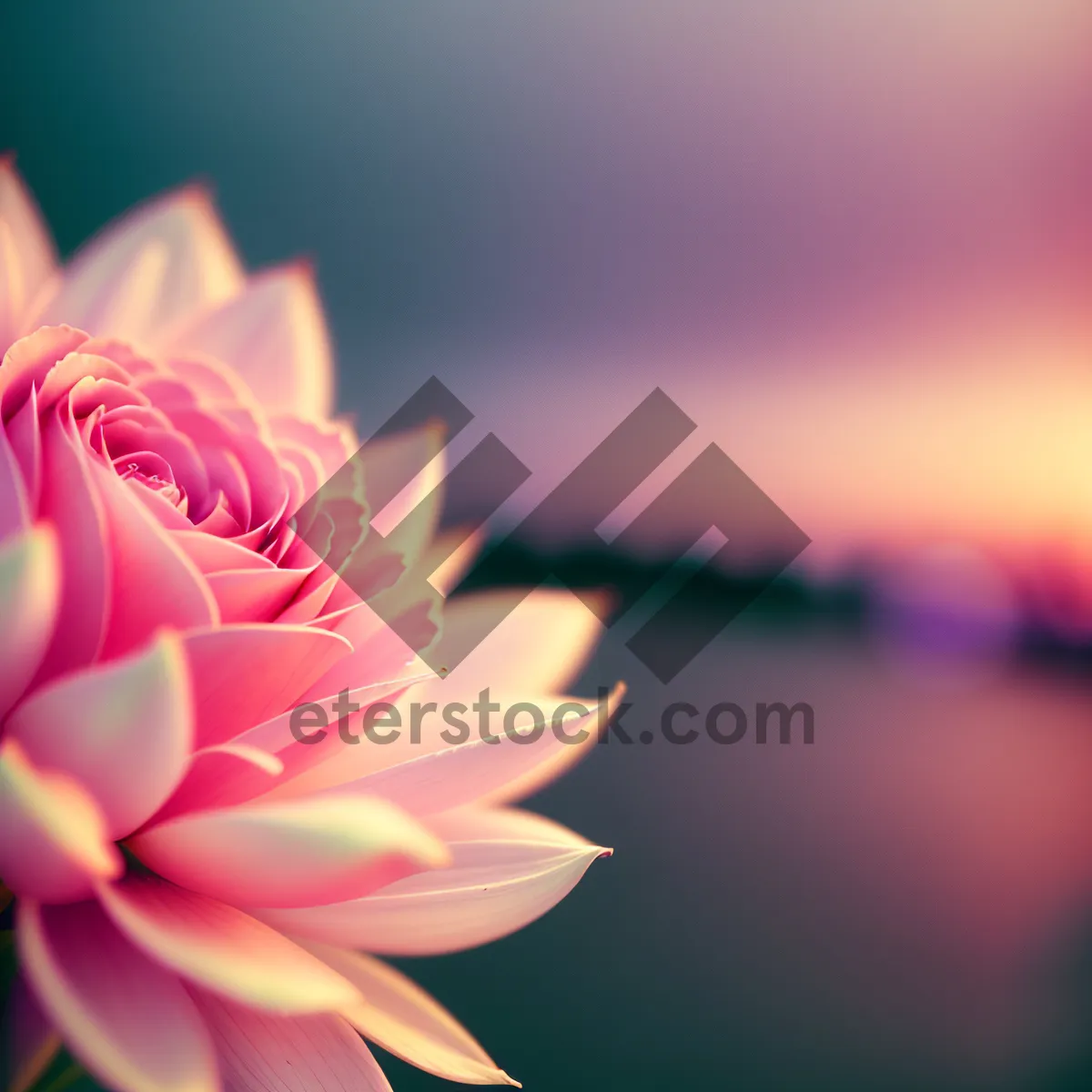 Picture of Pink Lotus Blossom: Delicate Floral Beauty in Full Bloom