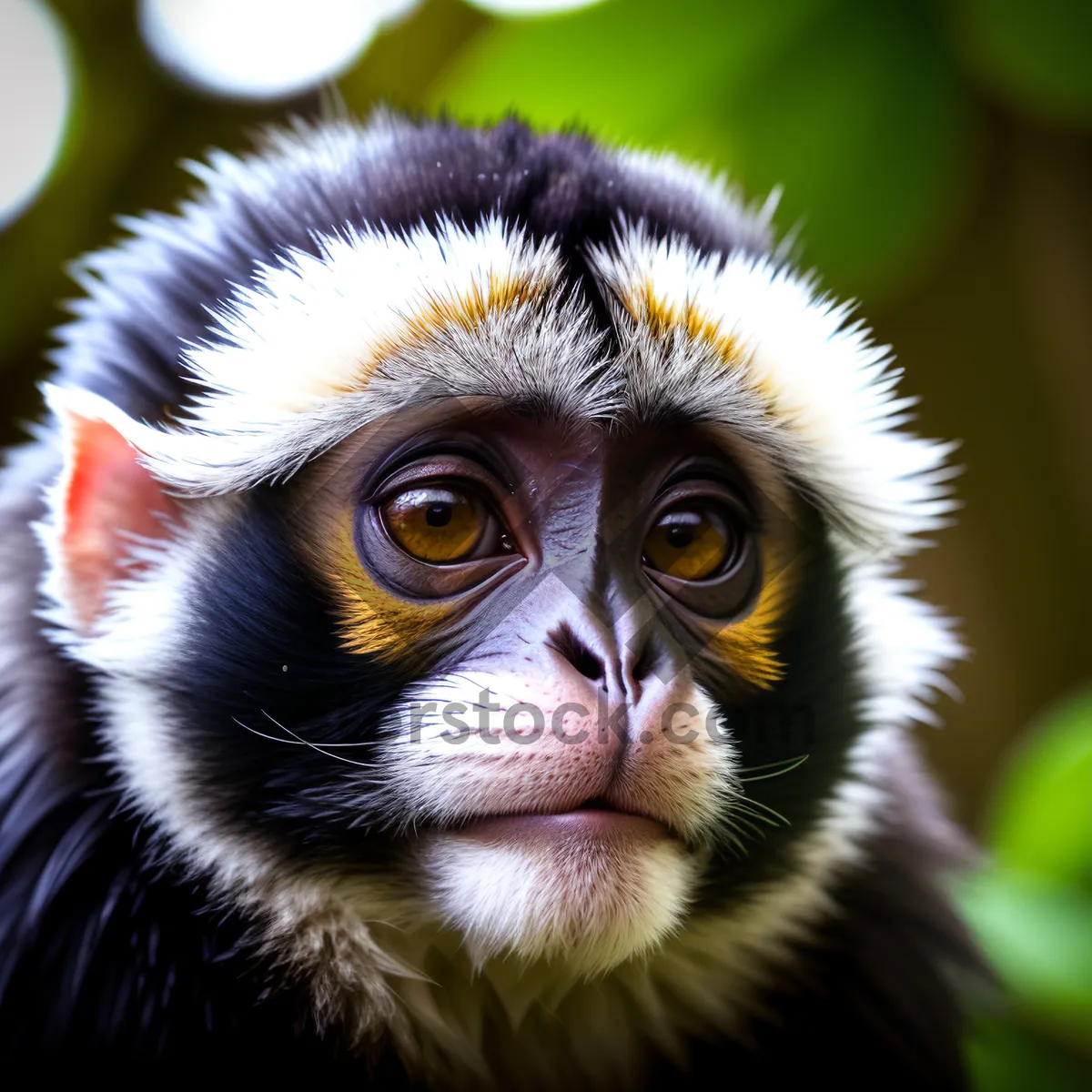 Picture of Adorable Baby Monkey with Expressive Eyes