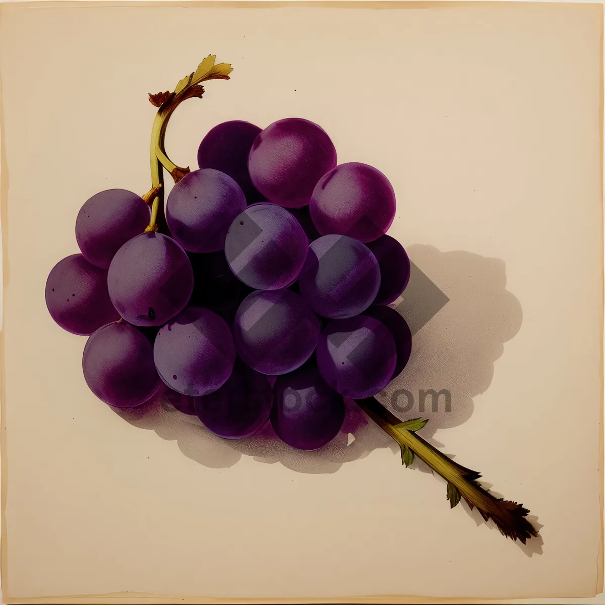 Picture of Luscious Grape Cluster in Vineyard