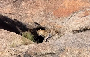 Safari Park Wildlife: Leopard and Cheetah in Action