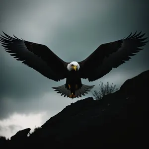Bald Eagle in Flight: Majestic Predator Soaring Through the Sky