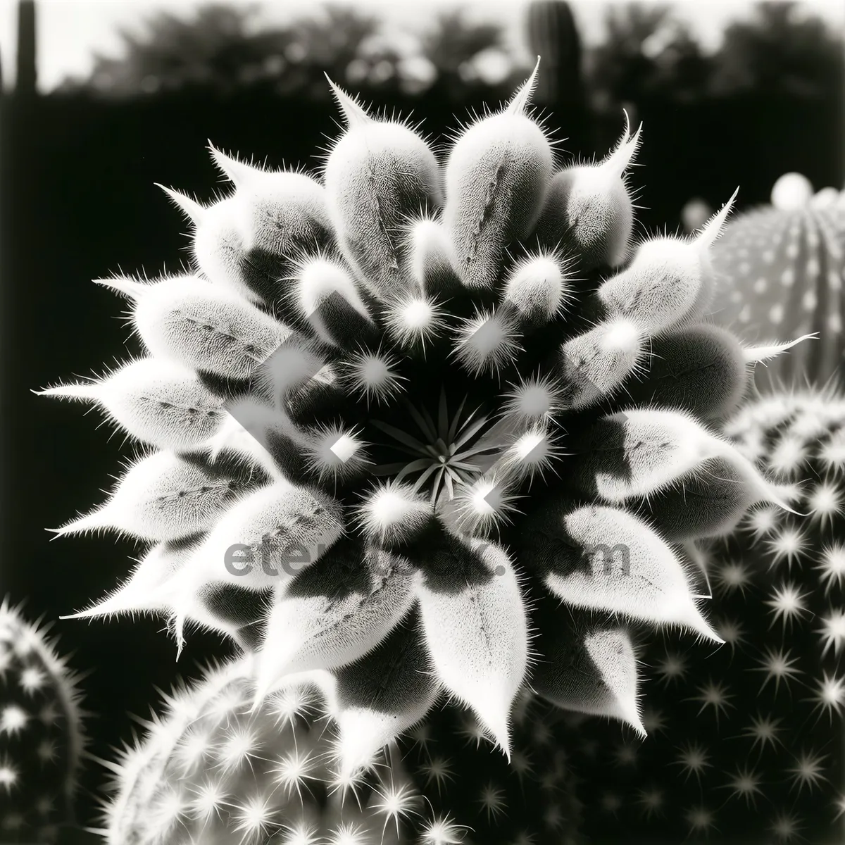 Picture of Thorny Beauty: Cactus Flower in a Garden