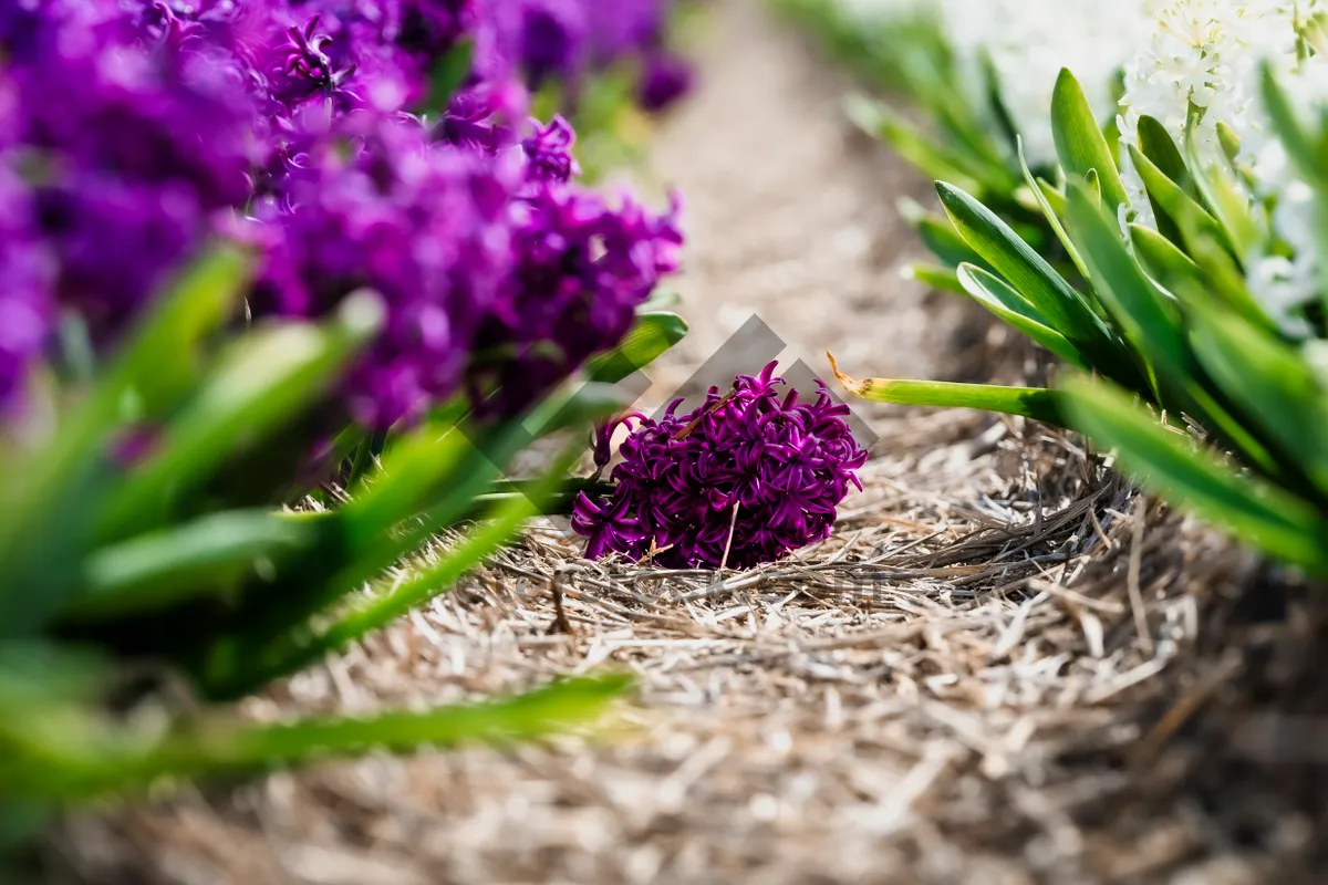 Picture of Lavender Butterfly Bush in full bloom with lilac flowers.