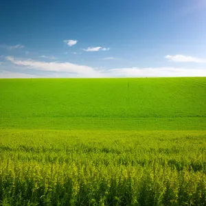 Golden Wheat Fields Stretching into the Horizon