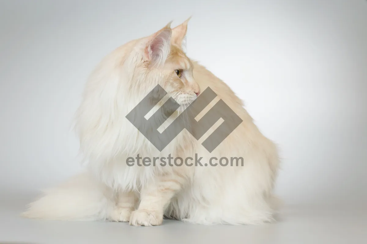 Picture of Fluffy white kitten with curious eyes sitting still.