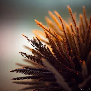 Feather Star: Echinoderm Invertebrate with Brush-Like Arms