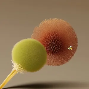 Flowering Kiwi Herb - Close-up Common Teasel allows Tagging