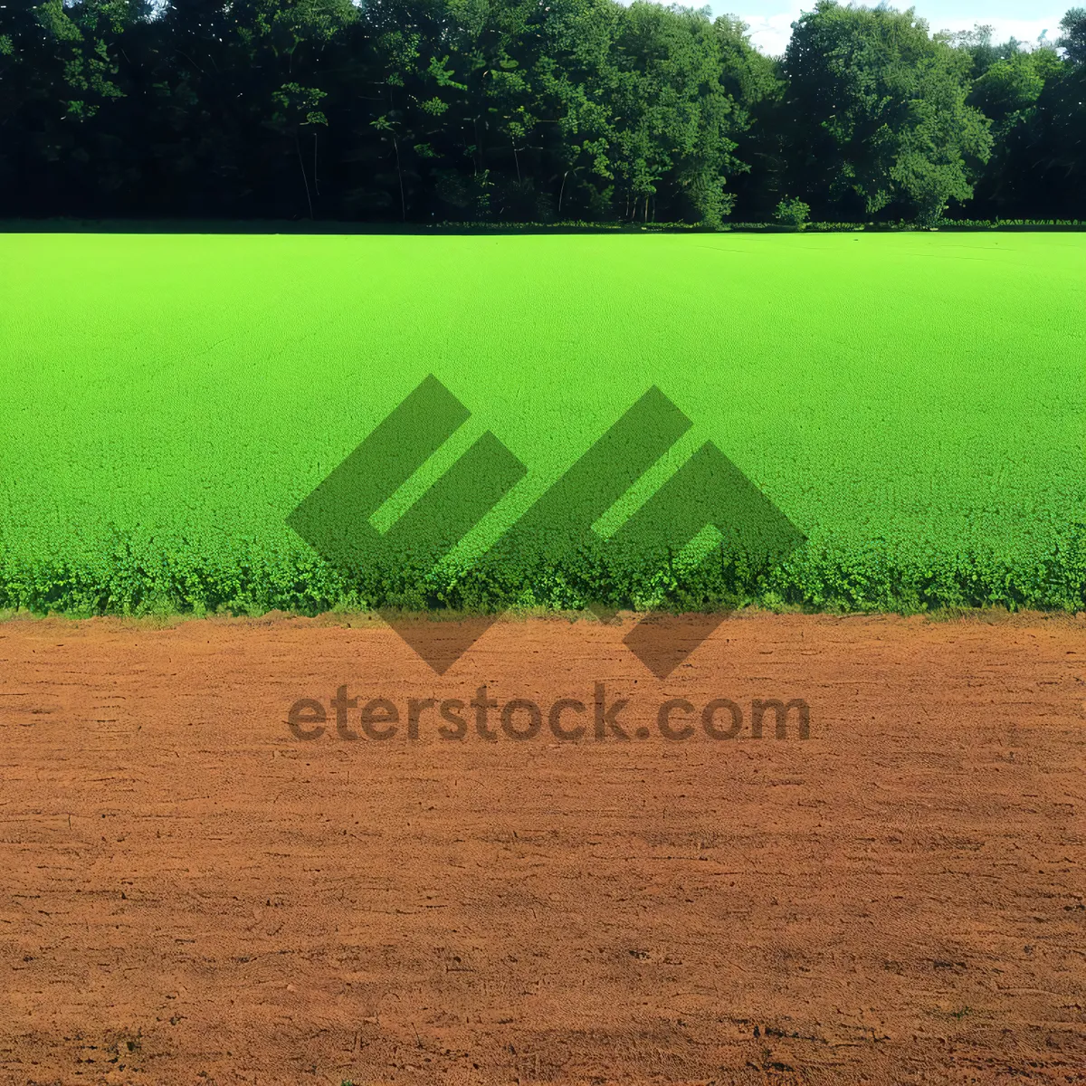 Picture of Vibrant Countryside Landscape with Lush Soybean Field