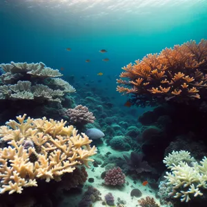 Vibrant Coral Reef Life Underwater