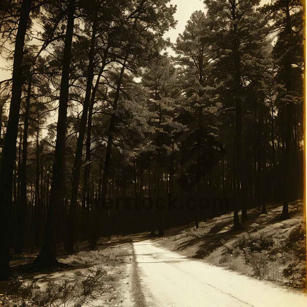 Picture of Winter Wonderland - Snowy Forest Path