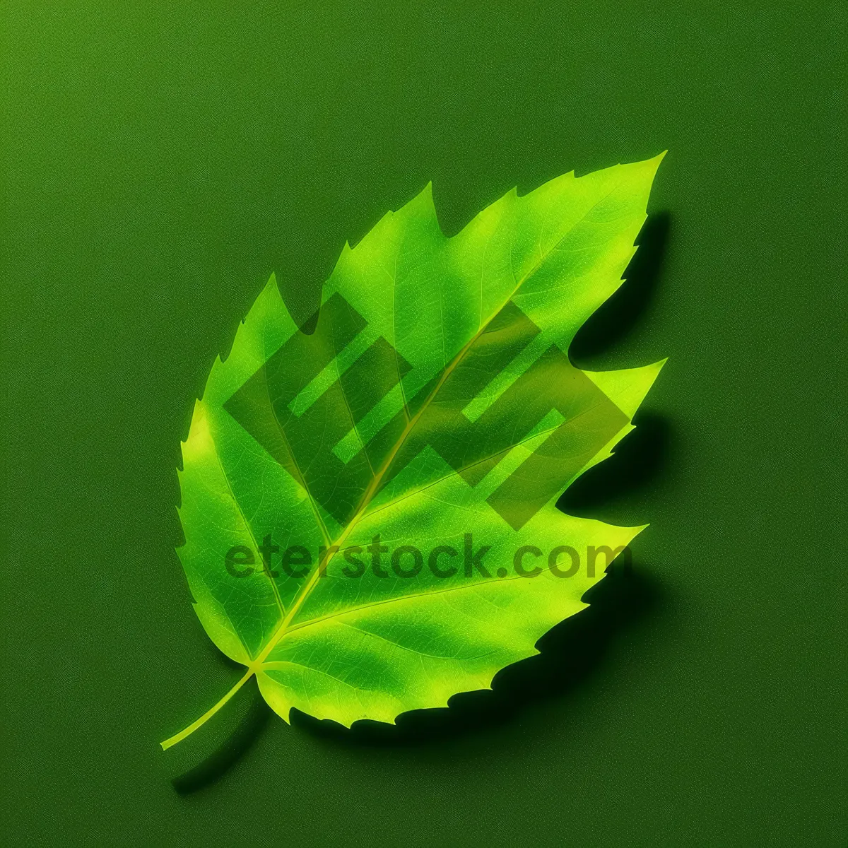 Picture of Vibrant Spring Foliage Closeup: Natural, Fresh, and Organic