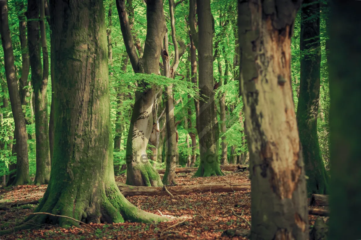 Picture of Southern Beech Tree in Autumn Park