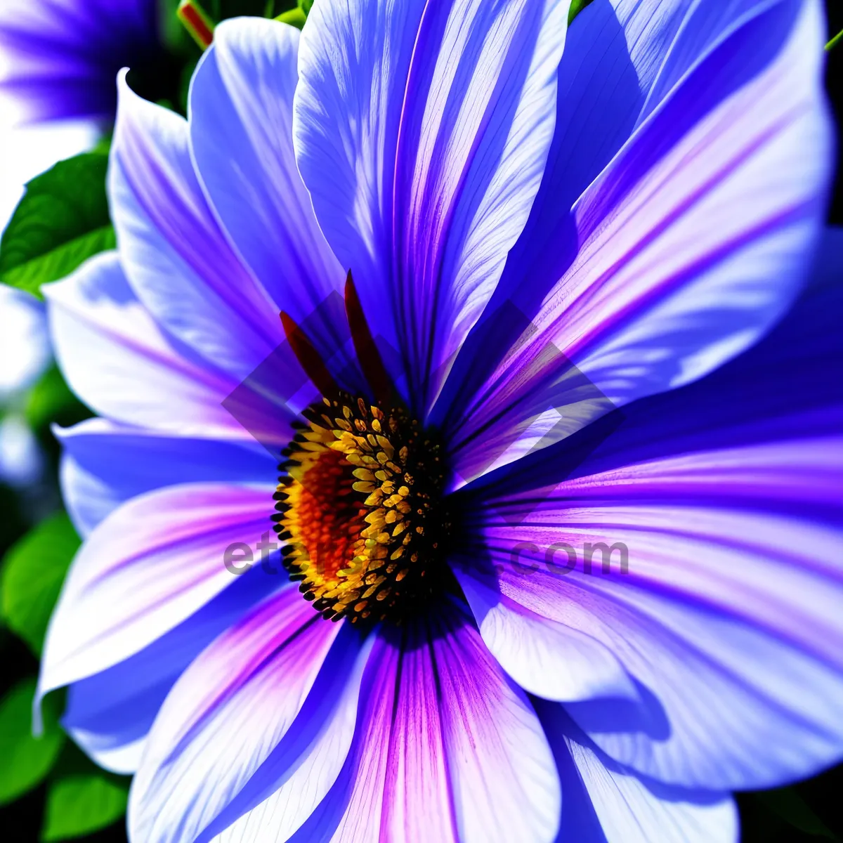 Picture of Bright Pink Floral Daisy on Purple Texture
