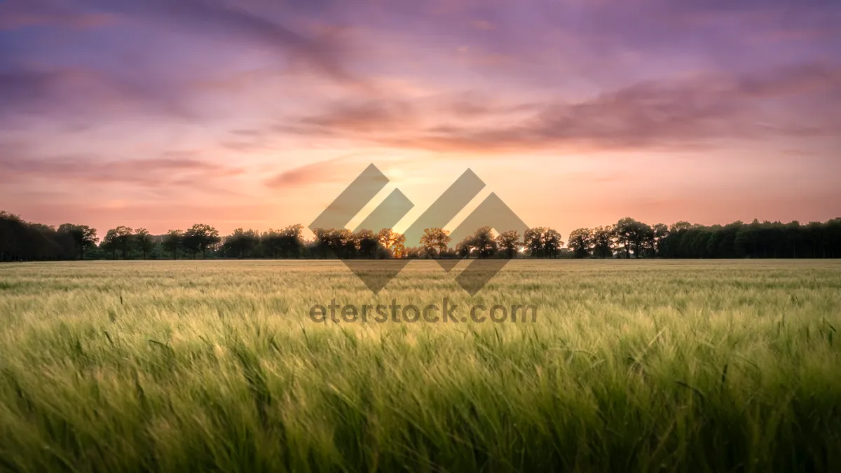 Picture of Golden Hour Sunset in Rural Countryside