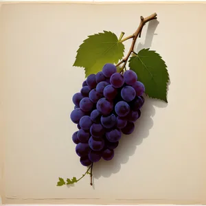 Juicy Autumn Harvest: Purple Muscat Grapes at Vineyard