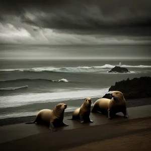 Sunset Beach: Majestic Sea Lion Basking on Rocky Shore