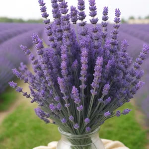 Lavender Blooms in Fragrant Garden