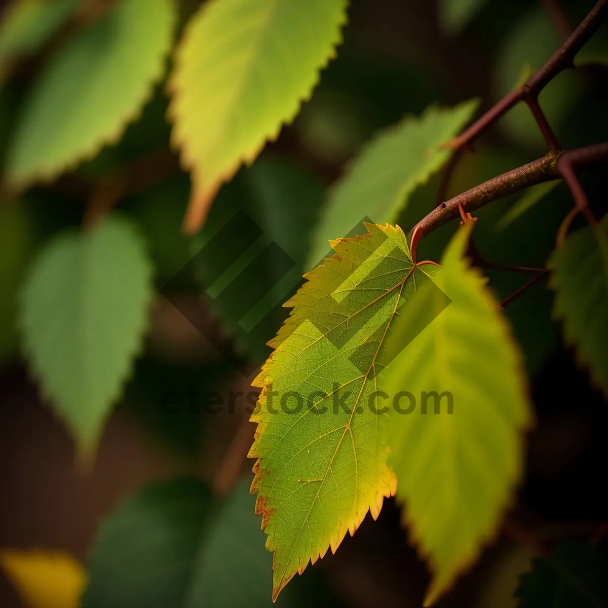 Picture of Lush Summer Foliage in Birch Forest
