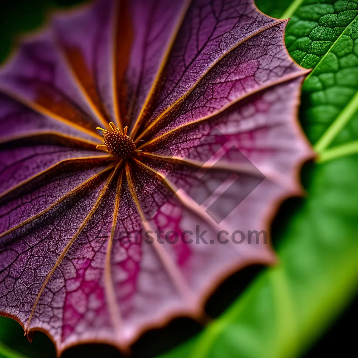 Picture of Vibrant Colorful Petunia Flower Closeup