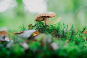 Mushrooms and Fern in Forest Clearing