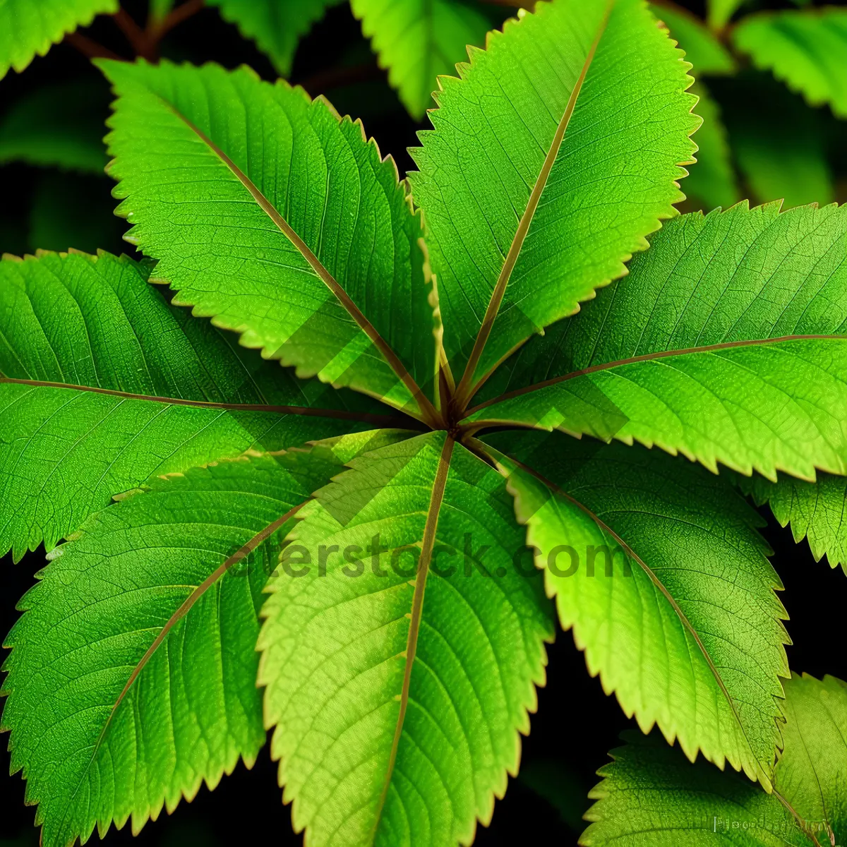 Picture of Lush Maple Leaf in Vibrant Forest