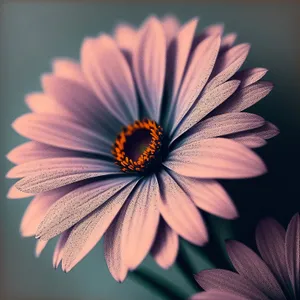Yellow Daisy Blossom in Vibrant Garden