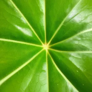 Vibrant Fractal Leaf Pattern Artwork - Wallpaper Design